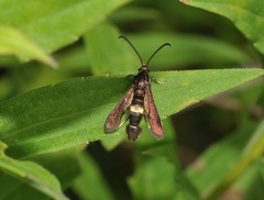 Carmenta pyralidiformis