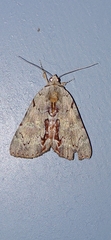 Catocala grynea
