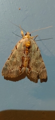 Catocala grynea
