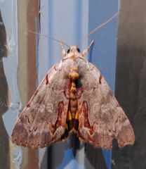 Catocala grynea