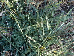 Banksia nivea