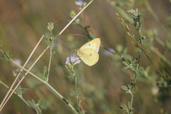 Colias philodice eriphyle