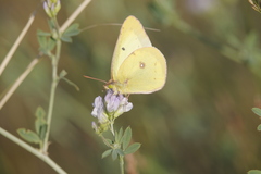 Colias philodice eriphyle