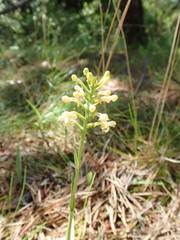 Platanthera pallida