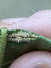 Phylloxera caryaevenae