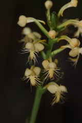 Platanthera pallida