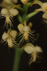 Platanthera pallida