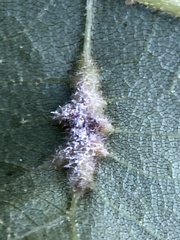 Phylloxera caryaevenae