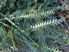 Banksia nivea