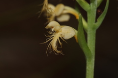 Platanthera pallida