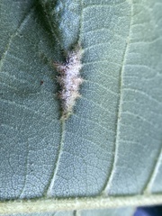 Phylloxera caryaevenae