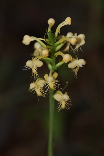 Platanthera pallida P.M.Br.