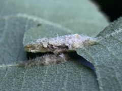 Phylloxera caryaevenae