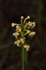 Platanthera pallida