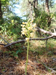 Platanthera pallida