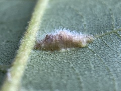 Phylloxera caryaevenae
