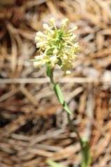Platanthera pallida