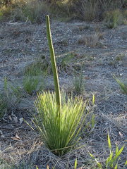 Xanthorrhoea platyphylla
