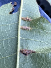 Phylloxera caryaevenae