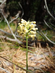 Platanthera pallida