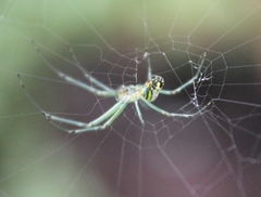 Leucauge venusta