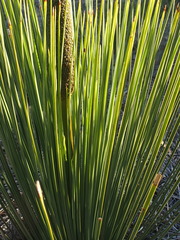 Xanthorrhoea platyphylla