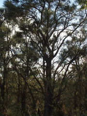 Allocasuarina fraseriana