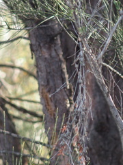 Allocasuarina fraseriana