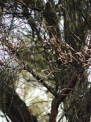 Allocasuarina fraseriana