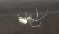 Leucauge venusta