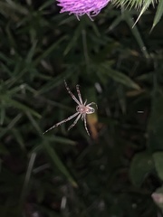 Araneae