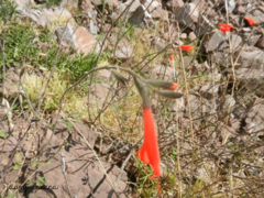 Salvia oppositiflora