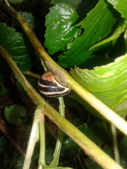 Cepaea nemoralis