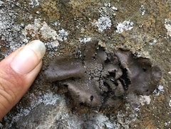 Umbilicaria polyphylla