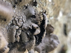 Umbilicaria polyphylla