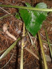 Cepaea nemoralis