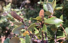 Heteroecus melanoderma