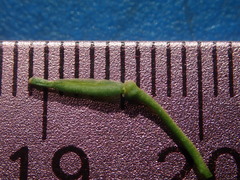 Rorippa sinuata