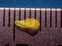 Rorippa sinuata