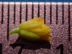 Rorippa sinuata
