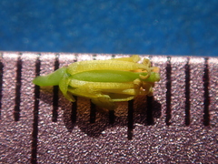 Rorippa sinuata