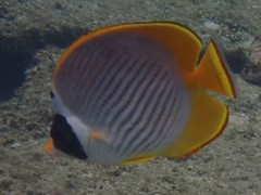 Chaetodon adiergastos