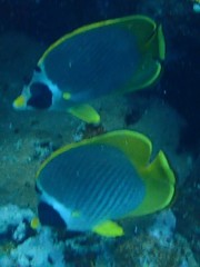 Chaetodon adiergastos