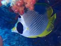 Chaetodon adiergastos