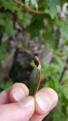 Aphrophora permutata