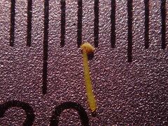 Rorippa sinuata