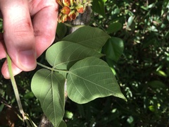 Rhynchosia phaseoloides