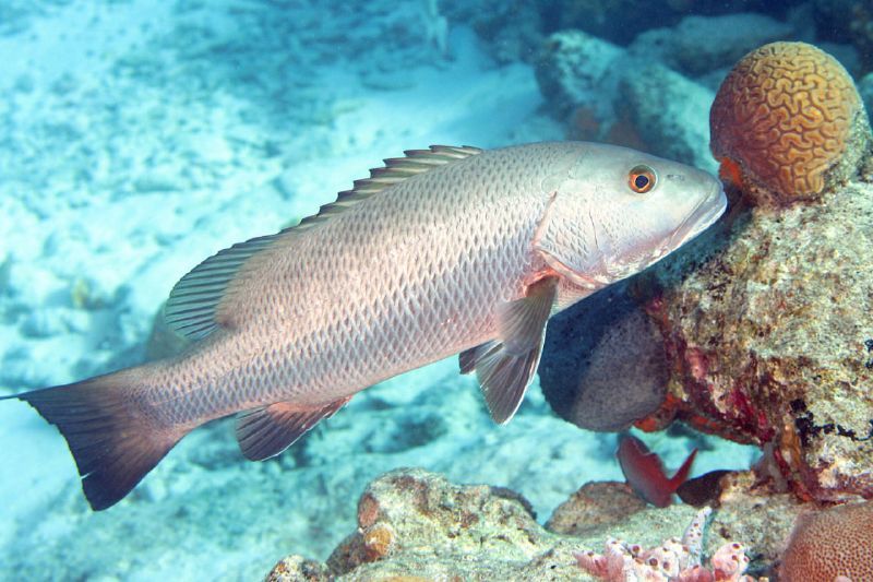 Fish of Florida: Atlantic Cubera Snapper (Lutjanus cyanopterus) Species  Profile - UF/IFAS Extension Collier County