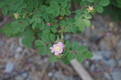 Rosa bridgesii