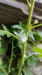 Aphrophora permutata